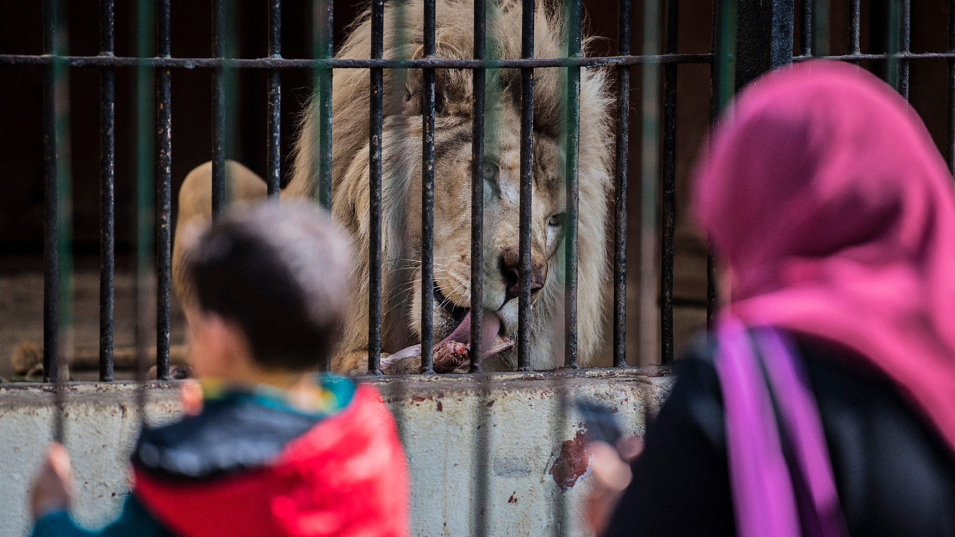 This picture taken on February 20, 2019, shows a lion eating at Giza Zoo in Cairo on 20 February 2019. (AFP)