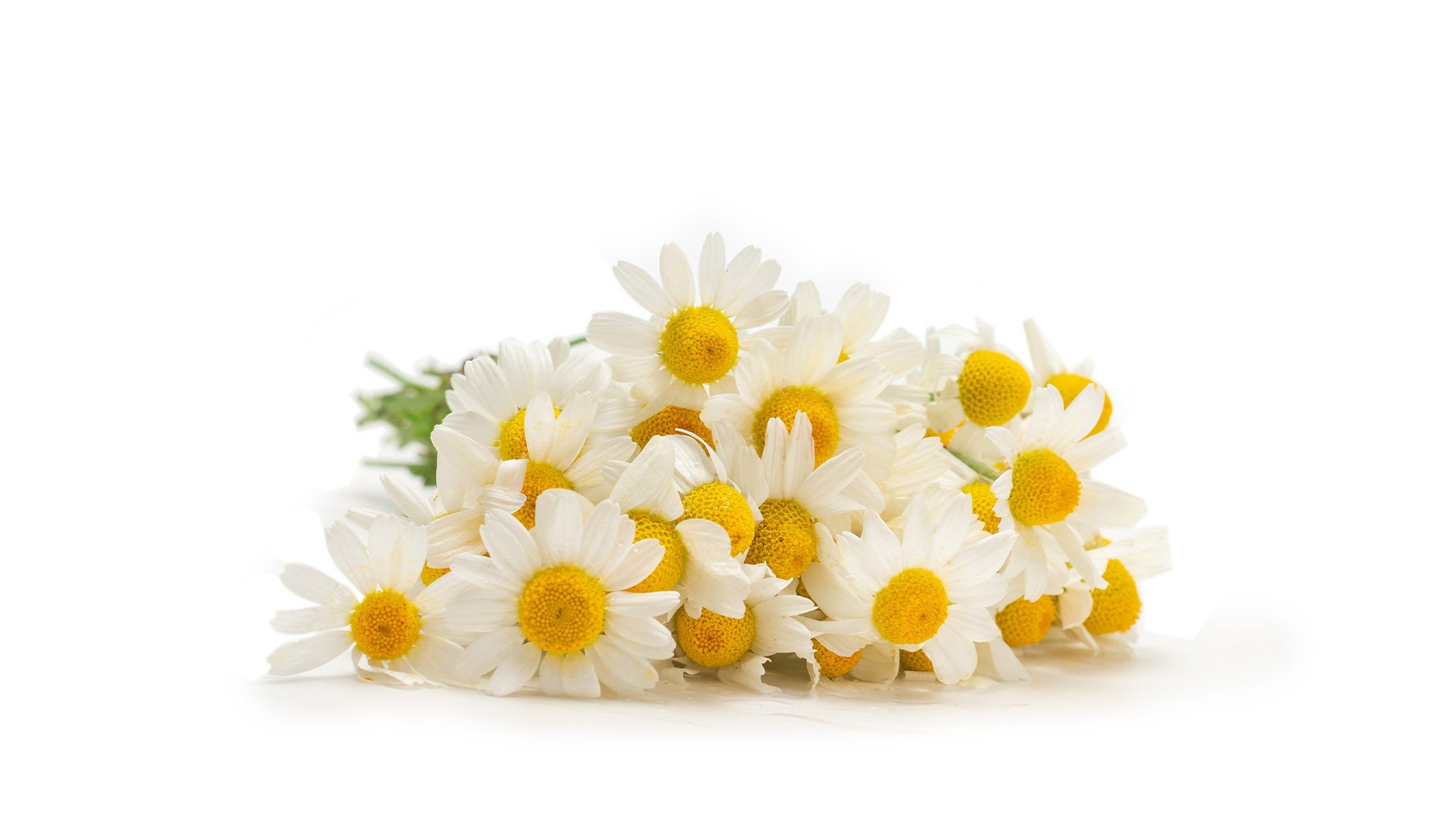 En plus d’aider à la relaxation, la fleur peut également être utilisée comme anti-inflammatoire (MEE)