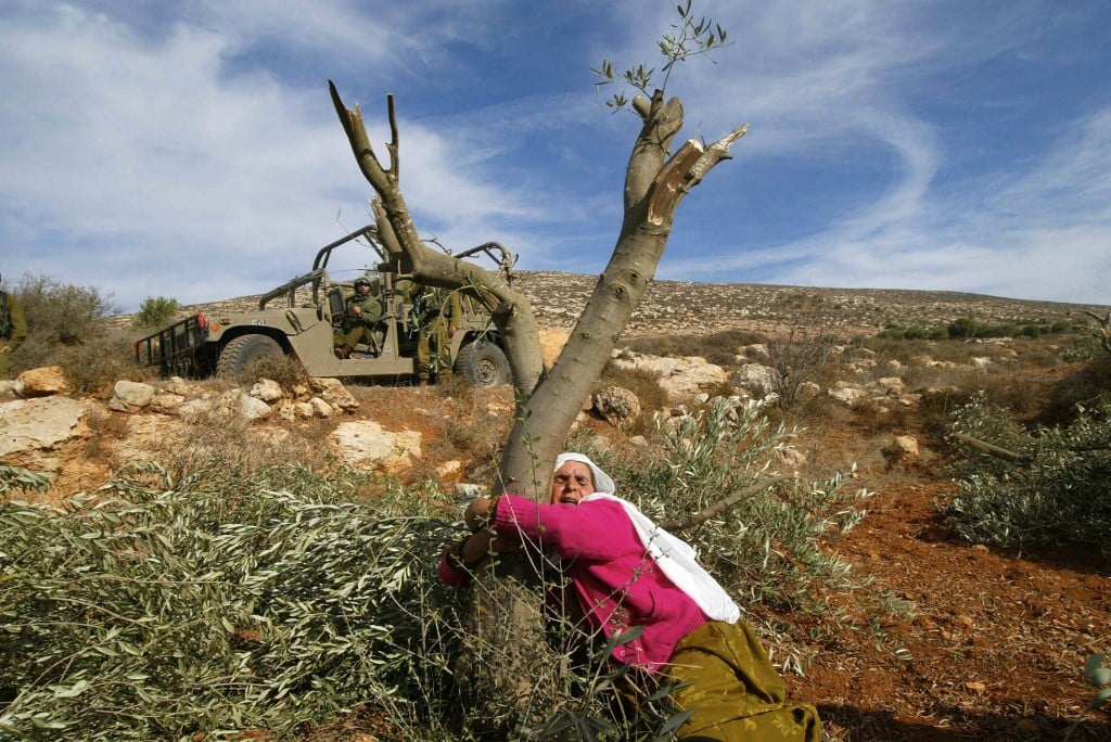 palestine olive tree photo by jaafar ashtiyeh