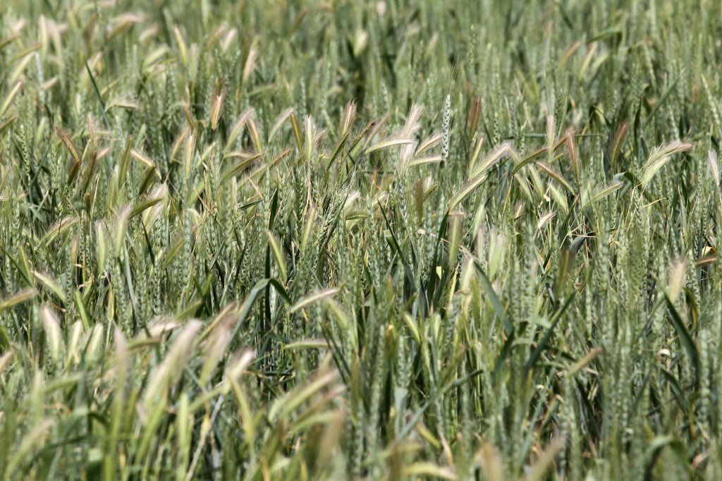 Un champ de blé à Ankara, en Turquie (AFP)