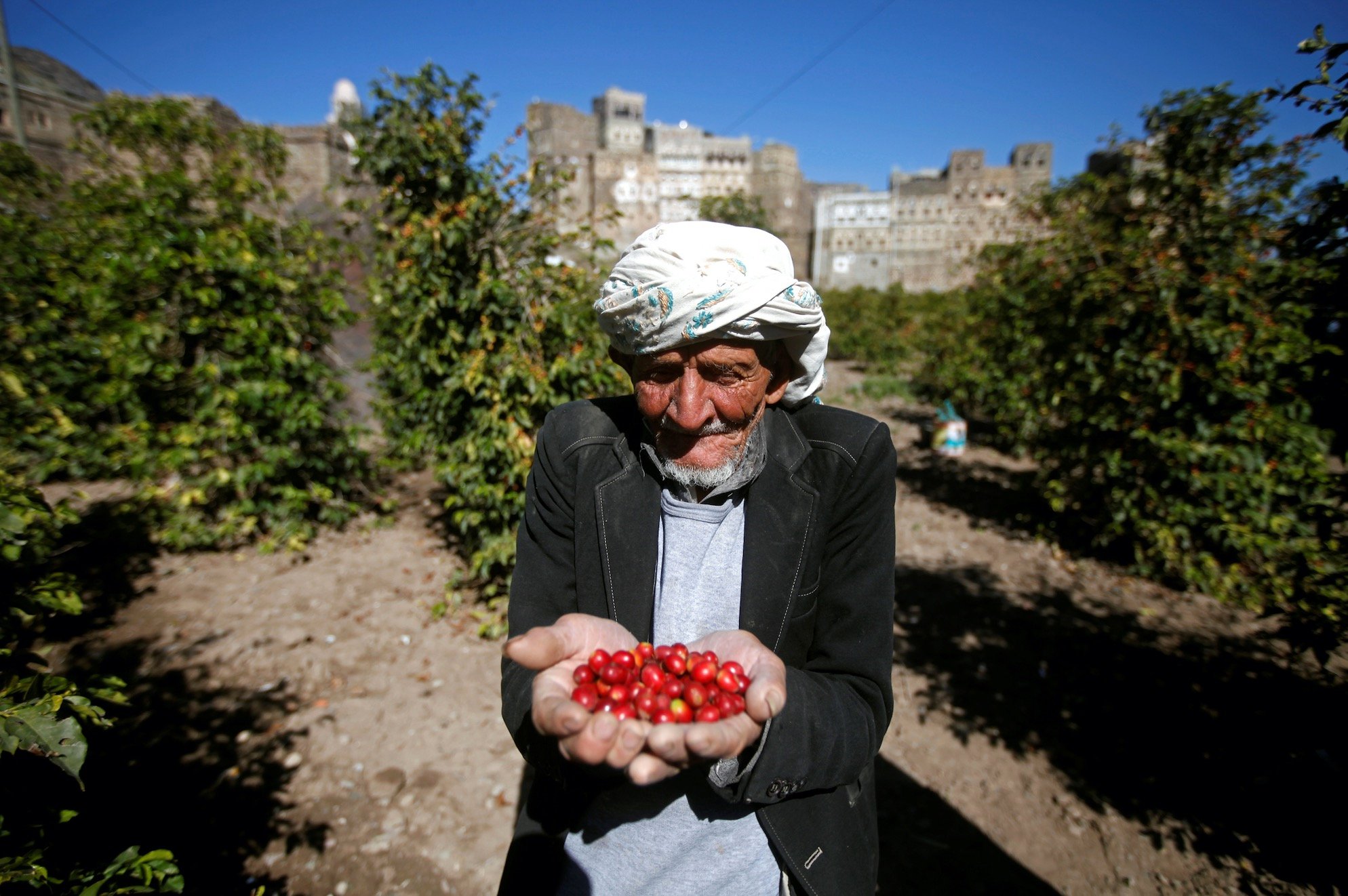 Un fermier yéménite montre des grains de café dans une ferme du district de Haraz près de Sanaa (Reuters)