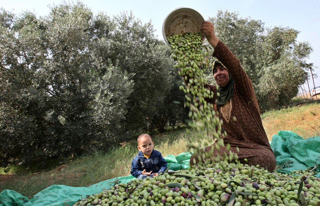 Une Palestinienne récolte des olives à Bethléem (AFP)