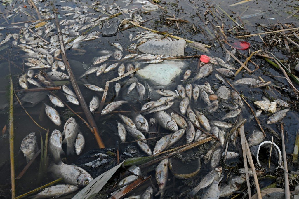 Des dizaines de poissons en décomposition flottent à la surface des marais irakiens pollués du district méridional d’al-Chibayish (AFP)