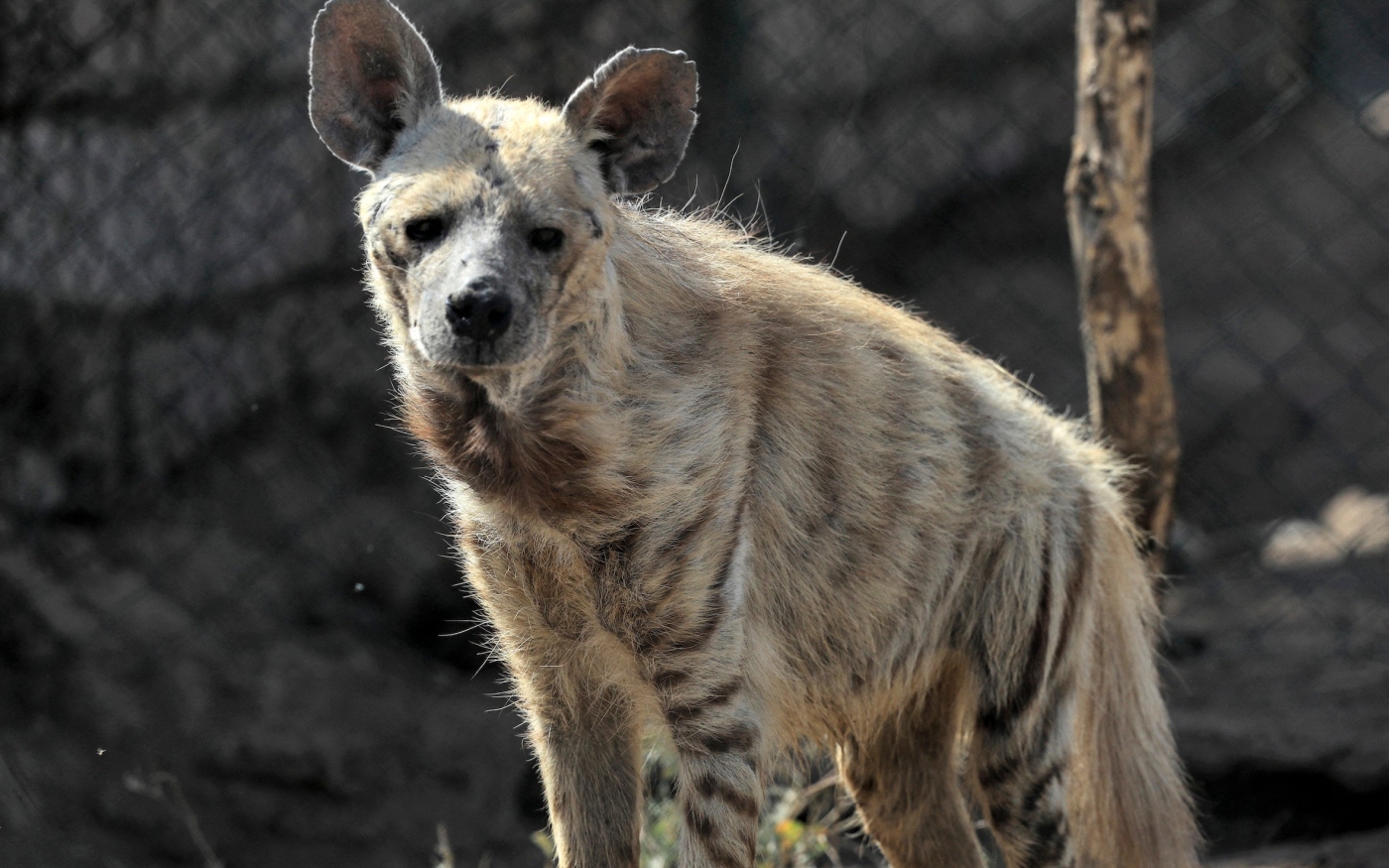 L’Union internationale pour la conservation de la nature (IUCN) classe la hyène rayée comme menacée d’extinction avec une population estimée à moins de 10 000 individus adultes (AFP/Ashraf Shazly)