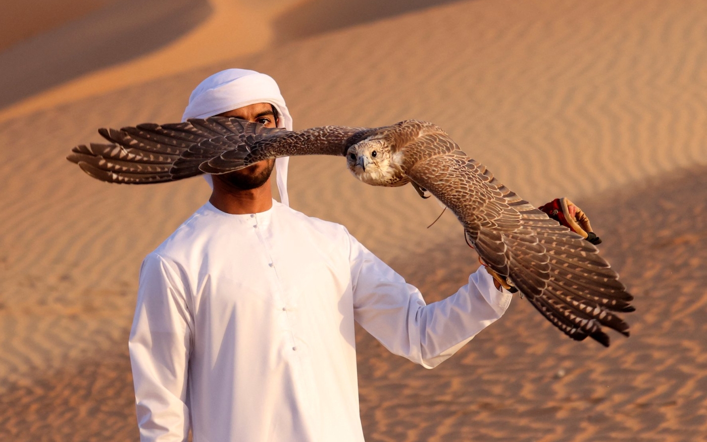 La fauconnerie est un sport populaire aux Émirats et se pratique généralement dans le désert (AFP/Karim Sahib)