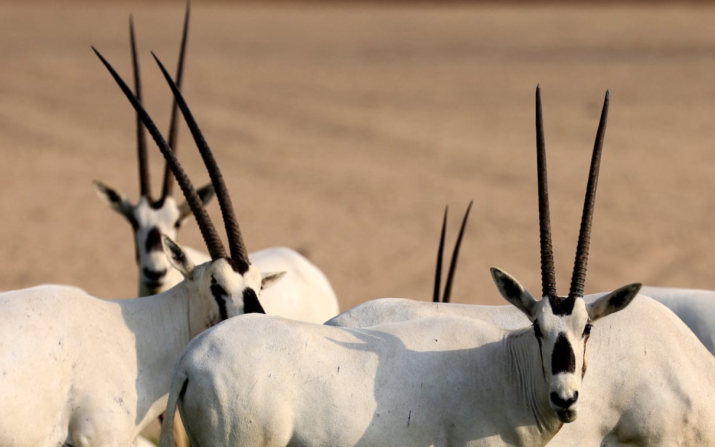 L’Oryx d’Arabie peut couvrir de longues distances, parcourant parfois plus de 70 km pendant la nuit (AFP/Karim Sahib)