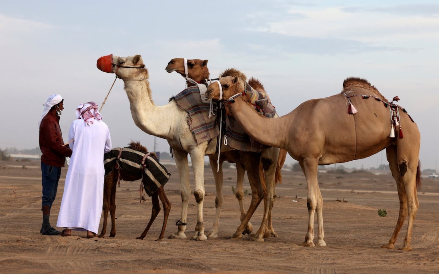Le chameau a été domestiqué et utilisé pour porter des charges lourdes sur de longues distances, ainsi que pour sa viande et son lait (AFP/Karim Sahib)