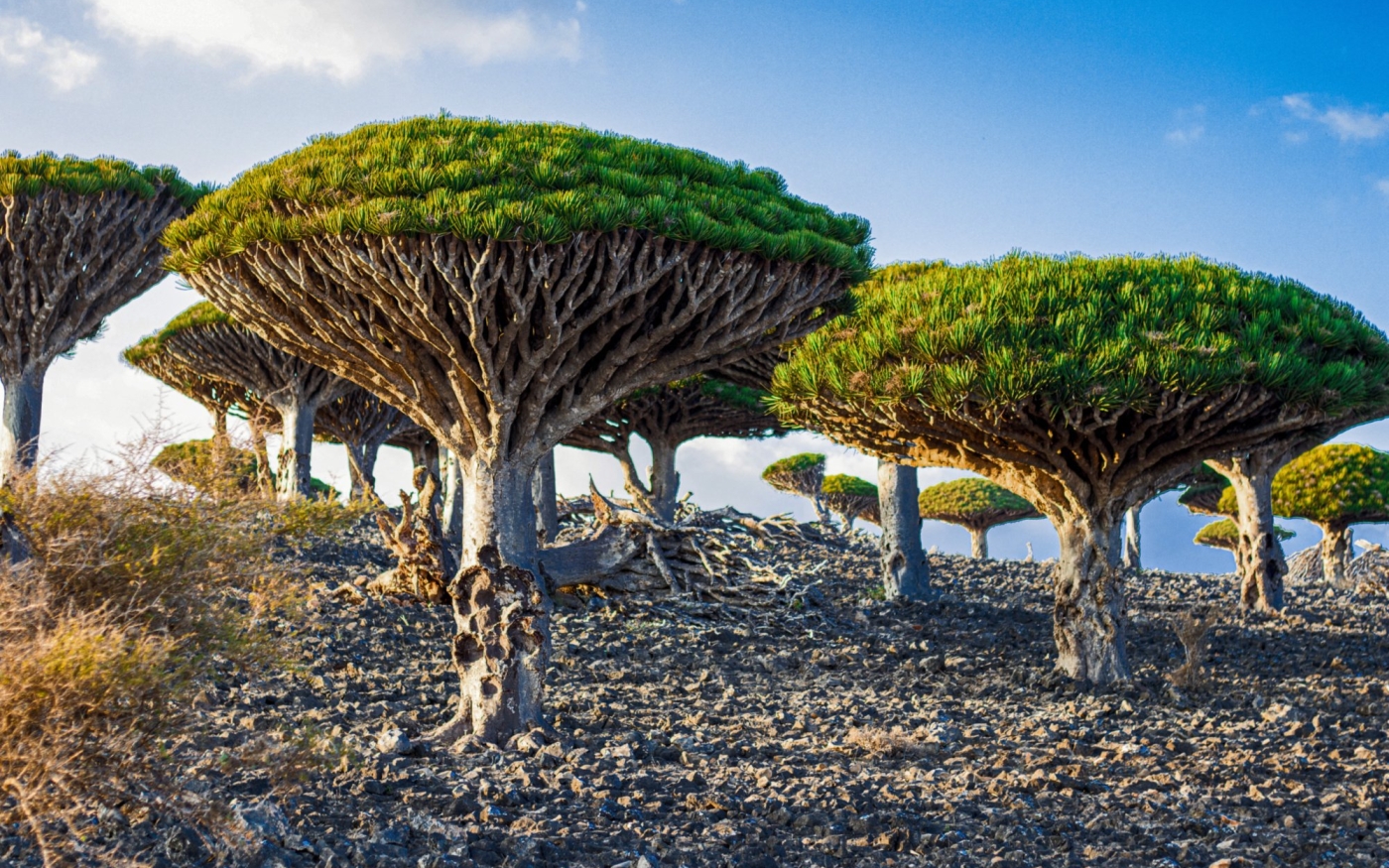 Semblant venir d’un autre monde, le dragonnier de Socotra produit une résine rouge foncé appelée sang-de-dragon (AFP)