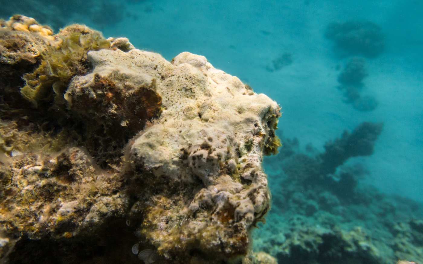 Marques d’éraflure où les nageurs ont donné des coups de pied ou piétiné le récif de Three Pools, tuant les coraux, en juin 2021 (MEE/Elizabeth Fitt)