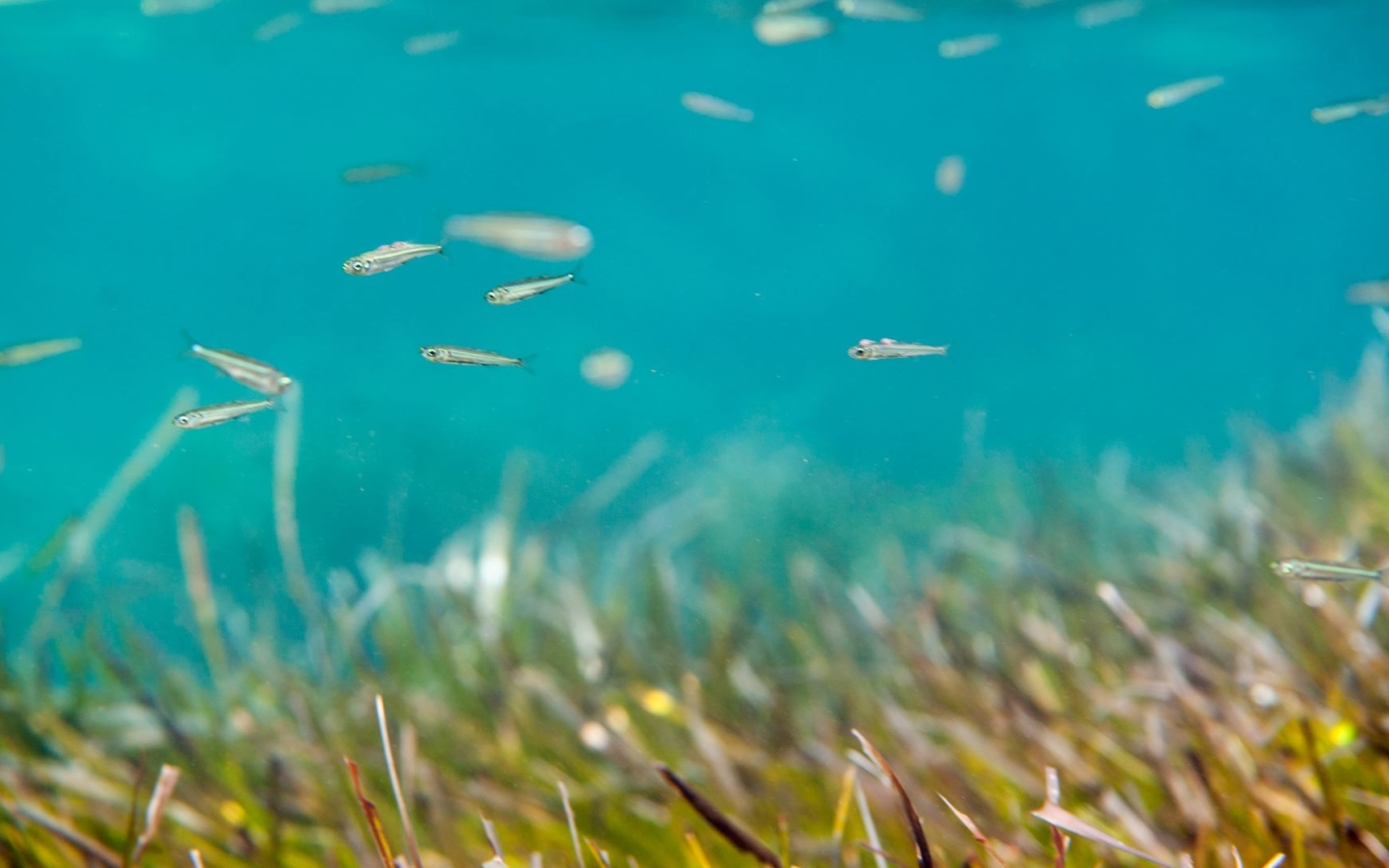 Les herbiers de Posidonia oceanica sont une partie importante des écosystèmes marins autour de la côte méditerranéenne (Flickr/Jean-Marc-Kuffer)