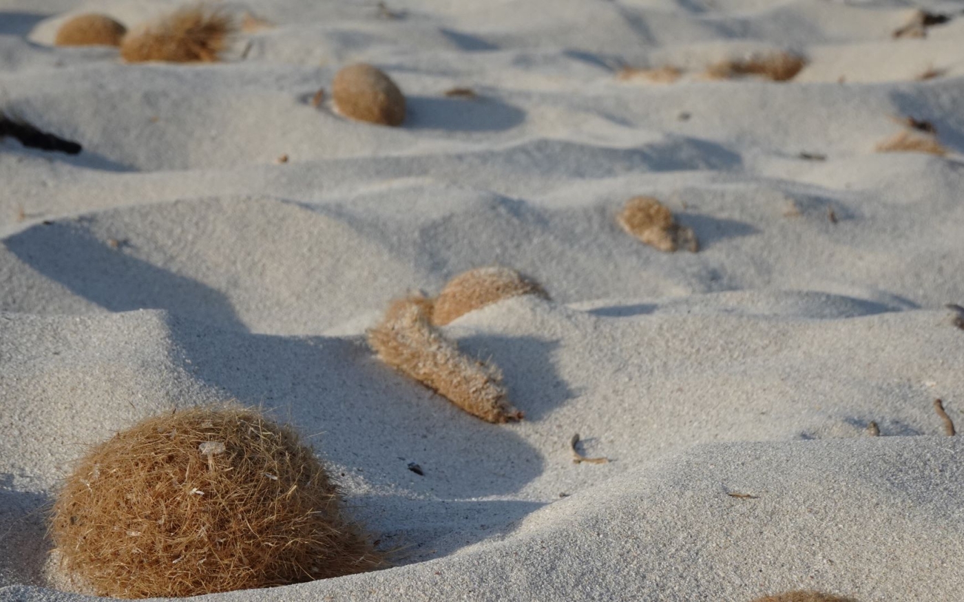 Herbes marines séchées sur une plage des îles Baléares (Flickr/Charlotte Nadadora)