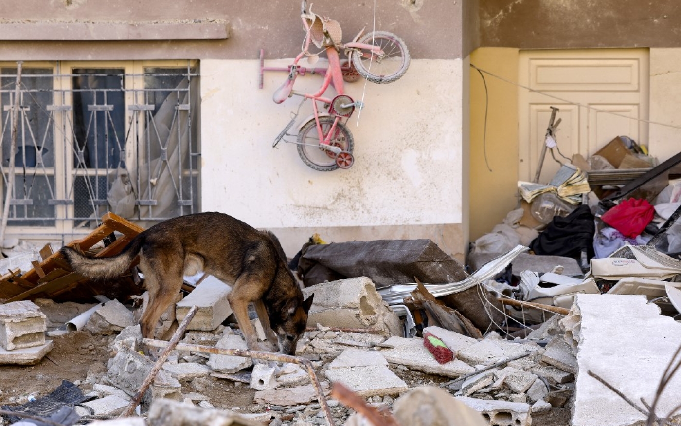 Un chien de recherche piste la trace de potentiels survivants du séisme à Jablé, dans le nord-ouest de la Syrie, le 12 février 2023 (AFP/Karim Sahib)