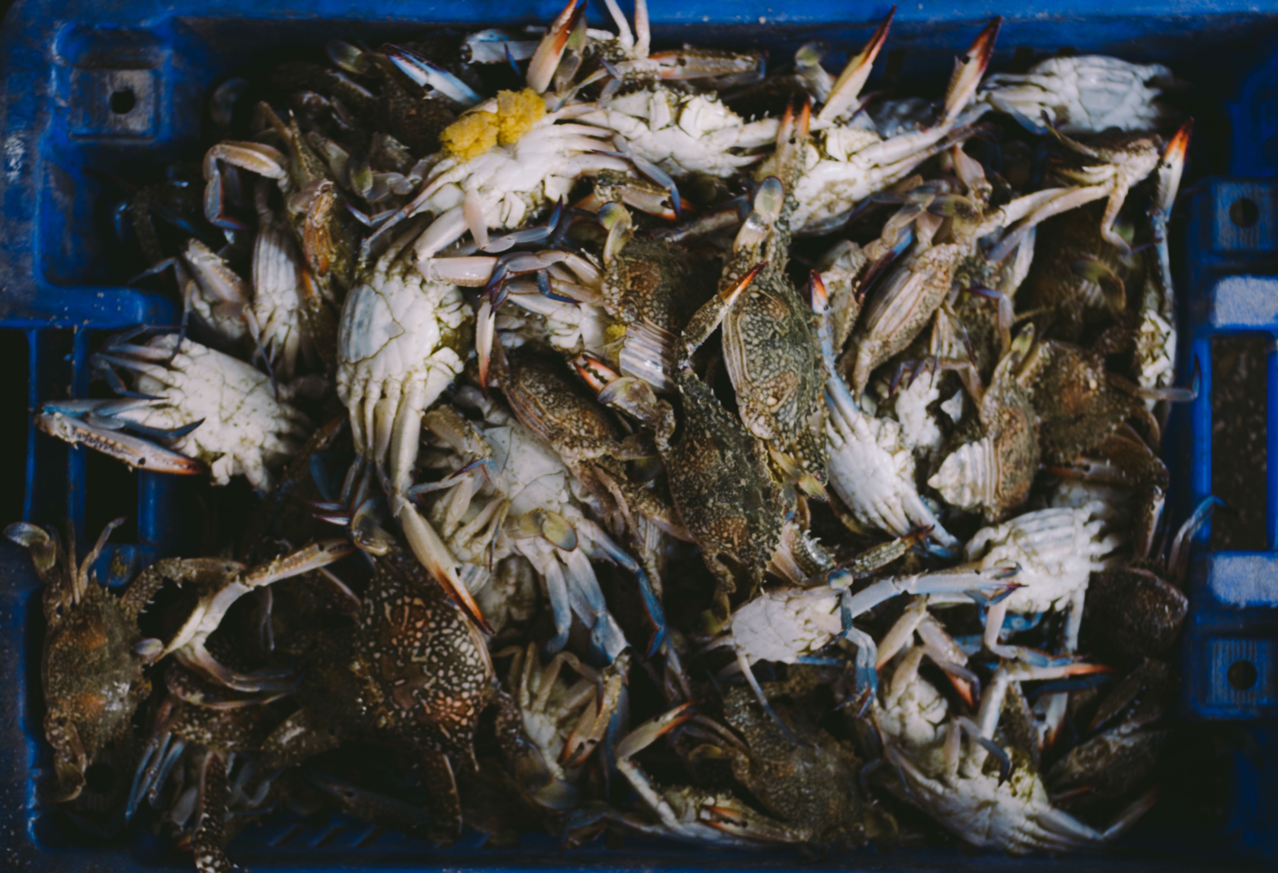 Gaza's fish market lies empty, too big for the downsized hauls with which fishermen now return. But among the jumble of fish and the odd baby shark there is always a crate of prized blue crab 