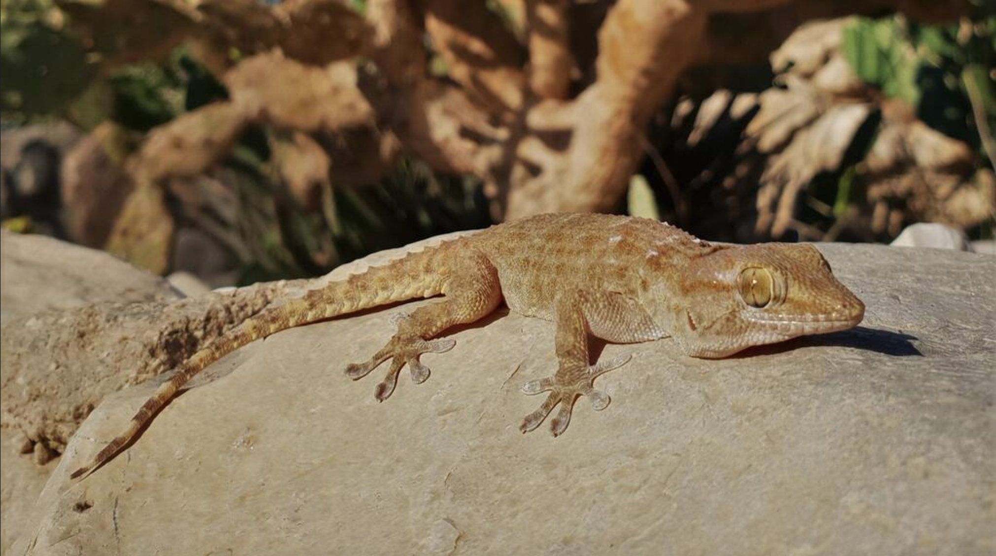 Egyptian gecko screen grab